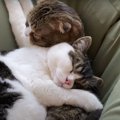 重くない？パパ猫の上で寝てしまう子猫が甘えん坊すぎる♡