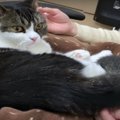 飼い主さんにもパパ猫さんにもべったり甘えちゃう猫ちゃん♡