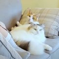 思いがけずくっつけて嬉しそう？新しいソファで仲良くくつろぐ猫ちゃ…