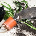 猫が部屋を荒らすのをやめさせる方法５つ