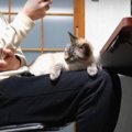 完璧な膝ライフを手に入れた猫ちゃんたち