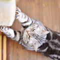猫は本当に『飼いやすいペット』なの？そう言われる5つの理由　お迎え…