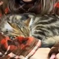 腕に包まれるようにして眠っていた子猫→飼い主がそっと『腕を離してみ…