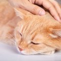 猫が嫌な思いをした後にしてあげられる5つのフォロー