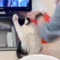 猫がプロのトリマーと遊んだら…想像以上に手も足も出ない『まさかの光景』…