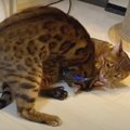 クールシートを巡る父猫さんと息子猫くんの戦い！