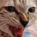 『子猫が鳴きだした』かと思ったら……まさかすぎる展開に笑ってしまう…