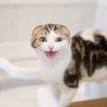 猫があなたに向けて『話しかけてくる』理由3つ　鳴き方による違いや応え方…