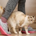 猫が飼い主さんに『しっぽでタッチ』する意味は？考えられる3つの理由