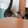 家族がみんな出かけたと思い『不安そうに鳴いていた猫』→飼い主さんが…