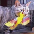 鳥のおもちゃでワイルドになった猫ちゃん！？