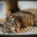 猫がPCの『キーボード』を好む理由5選！困ったときの対処法も