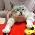 『なにをしても怒らない猫』色んなポーズで撮影した結果…シュールすぎ…