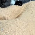 保護して数日目の子猫、寝ているところを見たら…ニヤけずにはいられない『…