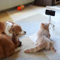 入院中に『犬猫とビデオ通話』した結果…画面越しの優しい行動に思わず…