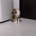 オモチャに首を傾げる猫ちゃんが可愛い