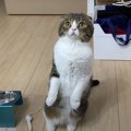 遊ぼうにゃー！在宅ワーク中の飼い主さんを誘う猫さん♪