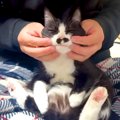 甘えん坊な白黒ネコ→膝の上に乗せた結果…まるで液体？『完全に脱力し…