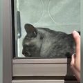 窓辺でくつろぐ猫→飼い主が外から『トントン』と合図を送ったら…100点満点…