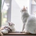 猫が心待ちにしている『楽しみな時間』6選　愛おしくなる愛猫の心理か…