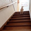 ママが帰ってくると、『2階にいた猫』が気付いて…猛スピードの『お出迎え…
