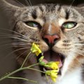 家に飾らないで！猫には危険すぎる『春の花』5つ　うっかり誤飲してし…