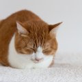 猫が『香箱座り』で寝るのはなぜ？4つの理由