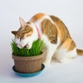 猫に『猫草』は絶対あげるべき？猫が食べる理由や与える時の注意点5つ