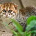 猫の希少種『マレーヤマネコ』とは？その生息地域や特徴・取り巻く現…