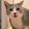 猫が『床のニオイ』を嗅いだ結果…まさかの"くっさー"な表情…