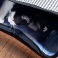 『初めての部屋』にやってきた子猫たち→部屋の中を探検して…微笑ましい光…