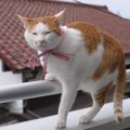 猫の『家出リスク』を高めるNG環境5つ　見落としがちなポイントや脱走…