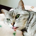 思わずププッと笑ってしまう『猫のじわじわくる瞬間』5選　たまに見られる…