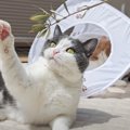猫たちと『中庭』でのんびりと過ごした結果…幸せいっぱいな光景に癒さ…