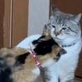 後輩猫にケンカを売られた先輩猫を見ていたら…まさかの『勝利方法』が…