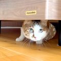 家に大工さんが来ると、ベッドの下に隠れてしまった猫→おやつで誘い出そう…