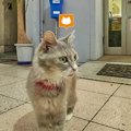 猫目線の地図!?「Cat Street View（キャットストリートビュー）」が凄…