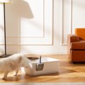 『猫砂の飛び散り』を防ぐための対処法4つ　散らかる理由や掃除をラクにす…