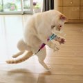 空飛ぶ猫？！いえいえ、「踊る猫」です！【画像】