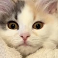 あまりにもお転婆な子猫を『おくるみ』してみたら…たまらなくかわいい…