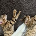 飼い猫同士に仲良くしてもらうための方法５つ