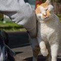 『猫のことが苦手な人』ほど好かれやすい理由4選　自覚がなくても猫にとっ…