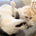 子猫が『倒れているハスキー犬』を見たら…まさかの行動が愛にあふれて…