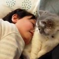 くつろぐ猫→男の子が『猫吸い』をしにやって来ると…可愛すぎる『触れ合い…