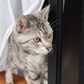 猫の『夏の脱走』が危険な理由4つ！防止策を徹底解説