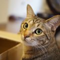 猫のお世話を友人やシッターさんに頼む時の注意事項4つ