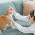 新しく猫を迎える時に重要な『先住猫』のケア方法4つ！いい加減にしてしま…