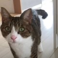 みんな違ってみんなイイ！リビングでの過ごし方は三猫三様♡