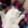 猫を「飼う前」と「飼った後」で変わる8つの生活