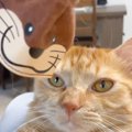 猫に『カワウソの被り物』をつけてみた結果…反則的すぎる『まさかの姿』が…